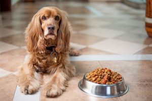 dog food advisor